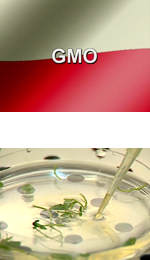 GMO